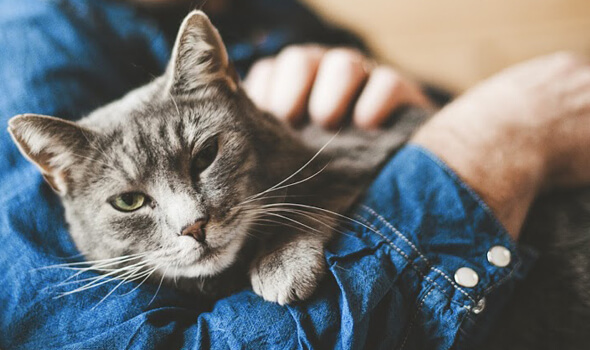 Preventative Care for Cats Littleton Veterinary Clinic